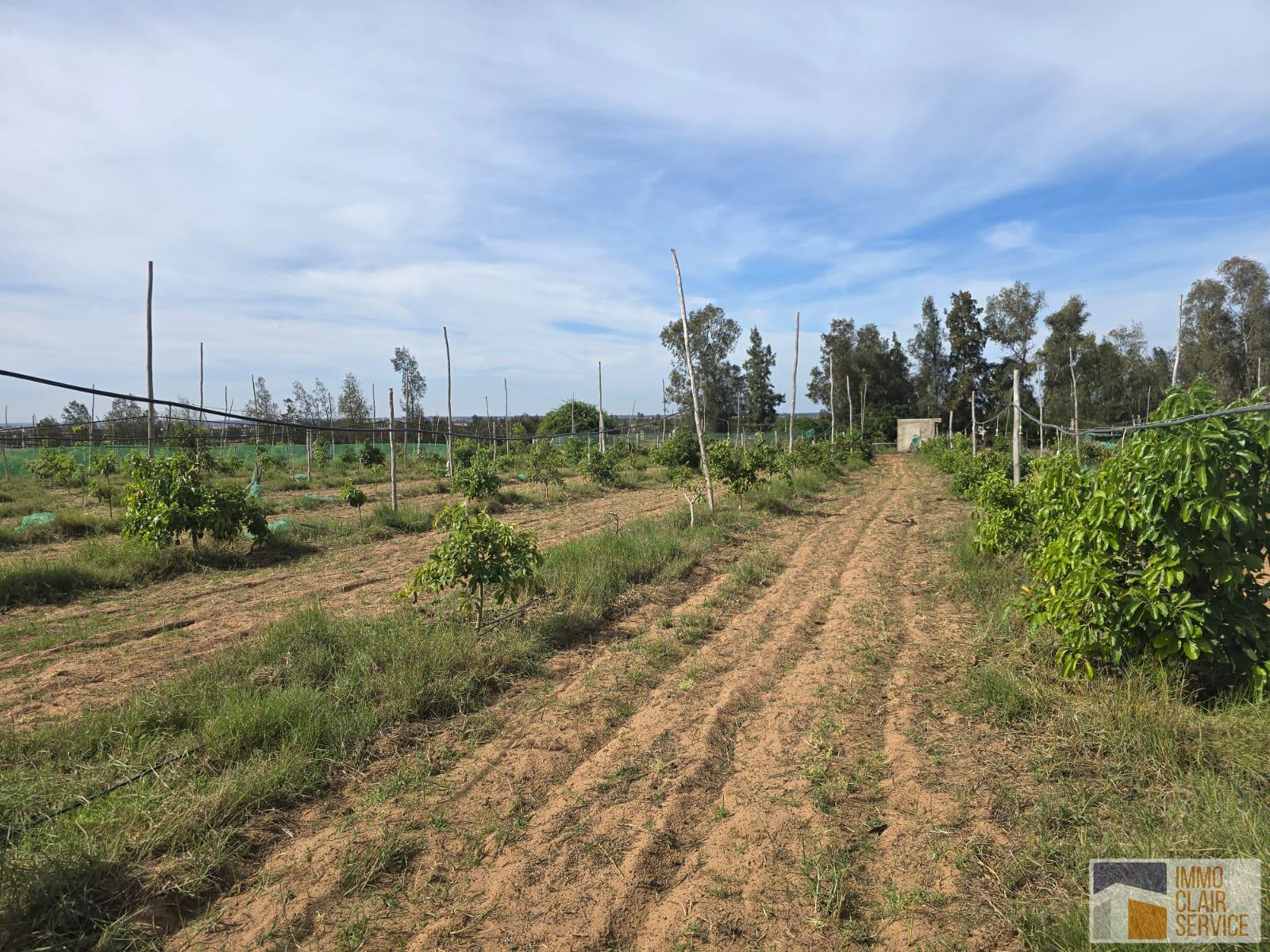 Bien 10000 m² à Sidi Allal el Bahraoui — 5