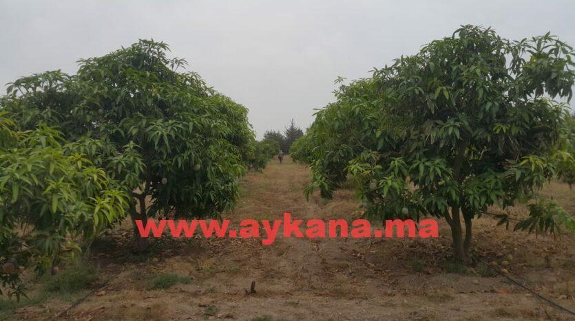 Vente Ferme Skhirat REF 3238