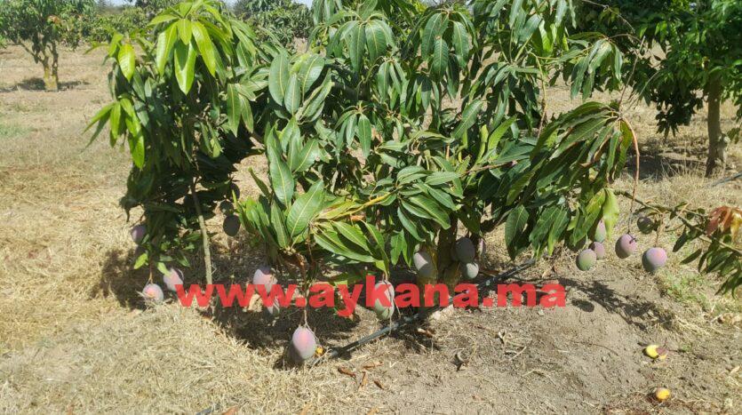 Vente Ferme Skhirat REF 3238 — 4