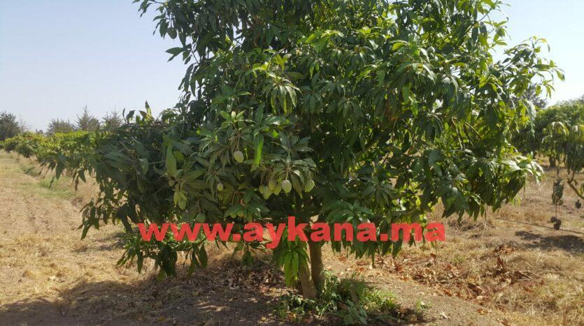 Vente Ferme Skhirat REF 3238 — 3