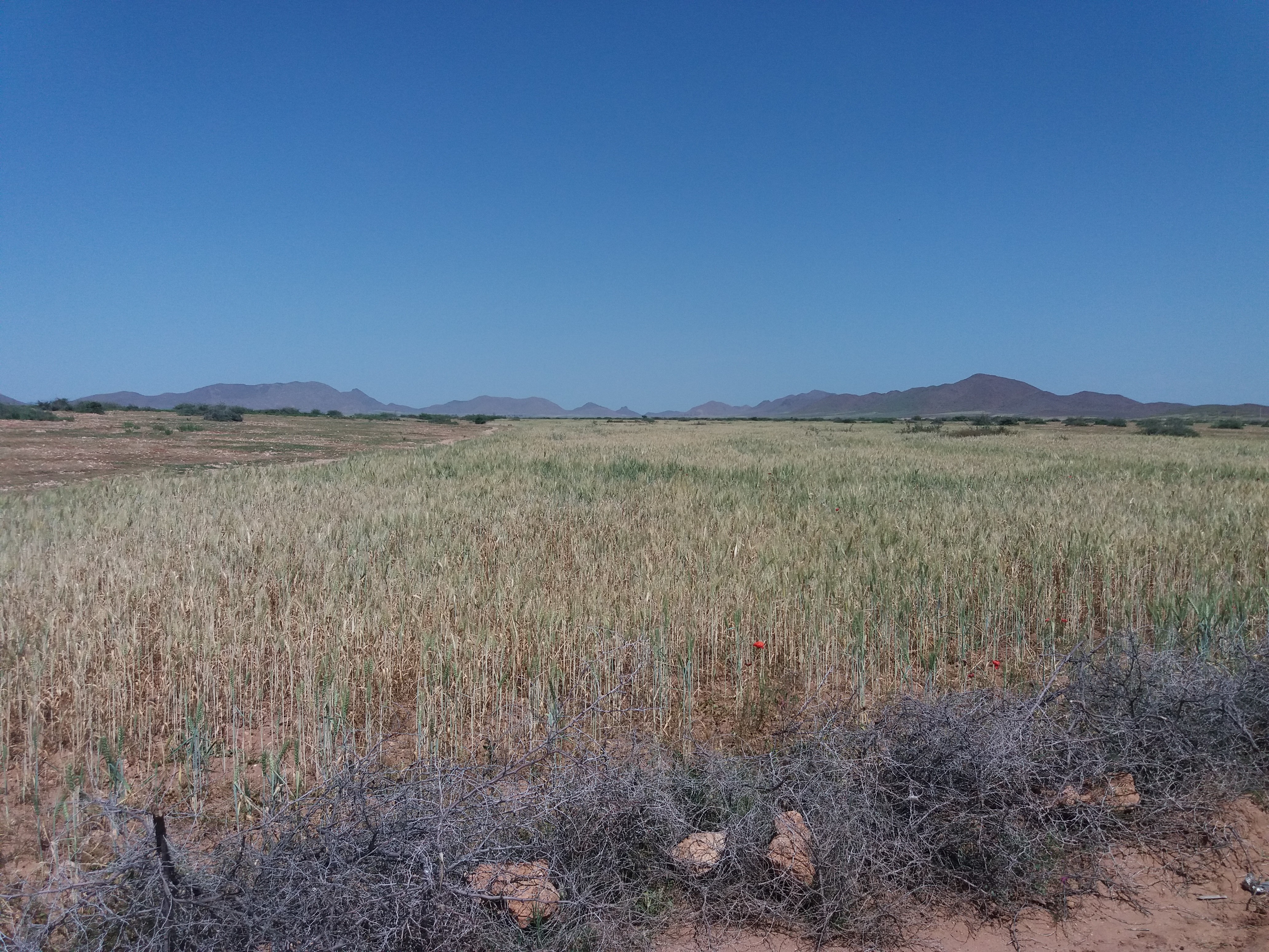 Terrain Agricole 75 hectares 4690 m² à Vendre 22 kms Marrakech — 3