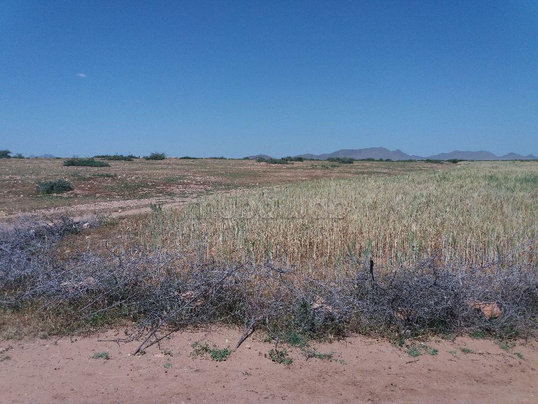 Terrain à vendre 76 hectares Borrous Marrakech