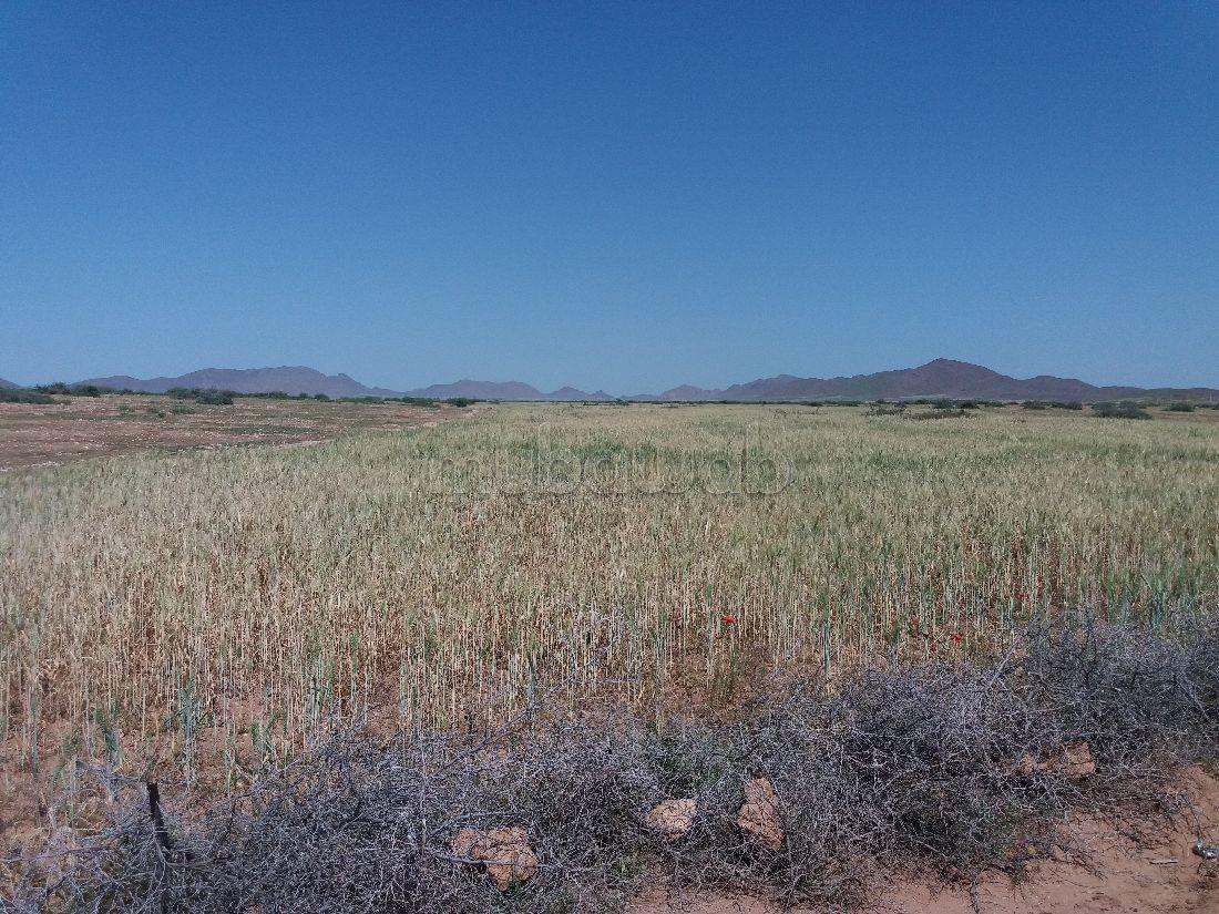Terrain à vendre 76 hectares Borrous Marrakech — 4