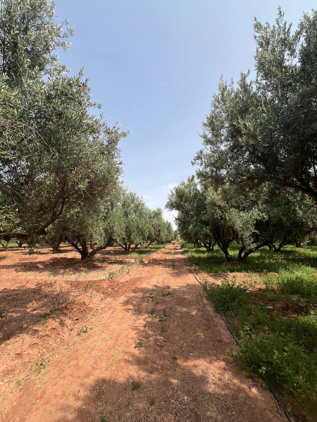 Ferme 2 hectares à vendre route de Fès Marrakech — 3