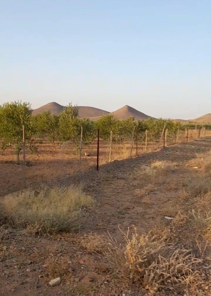 Ferme Titrée à Vendre 2 H 2500 m² Borrous Kms 25 — 2