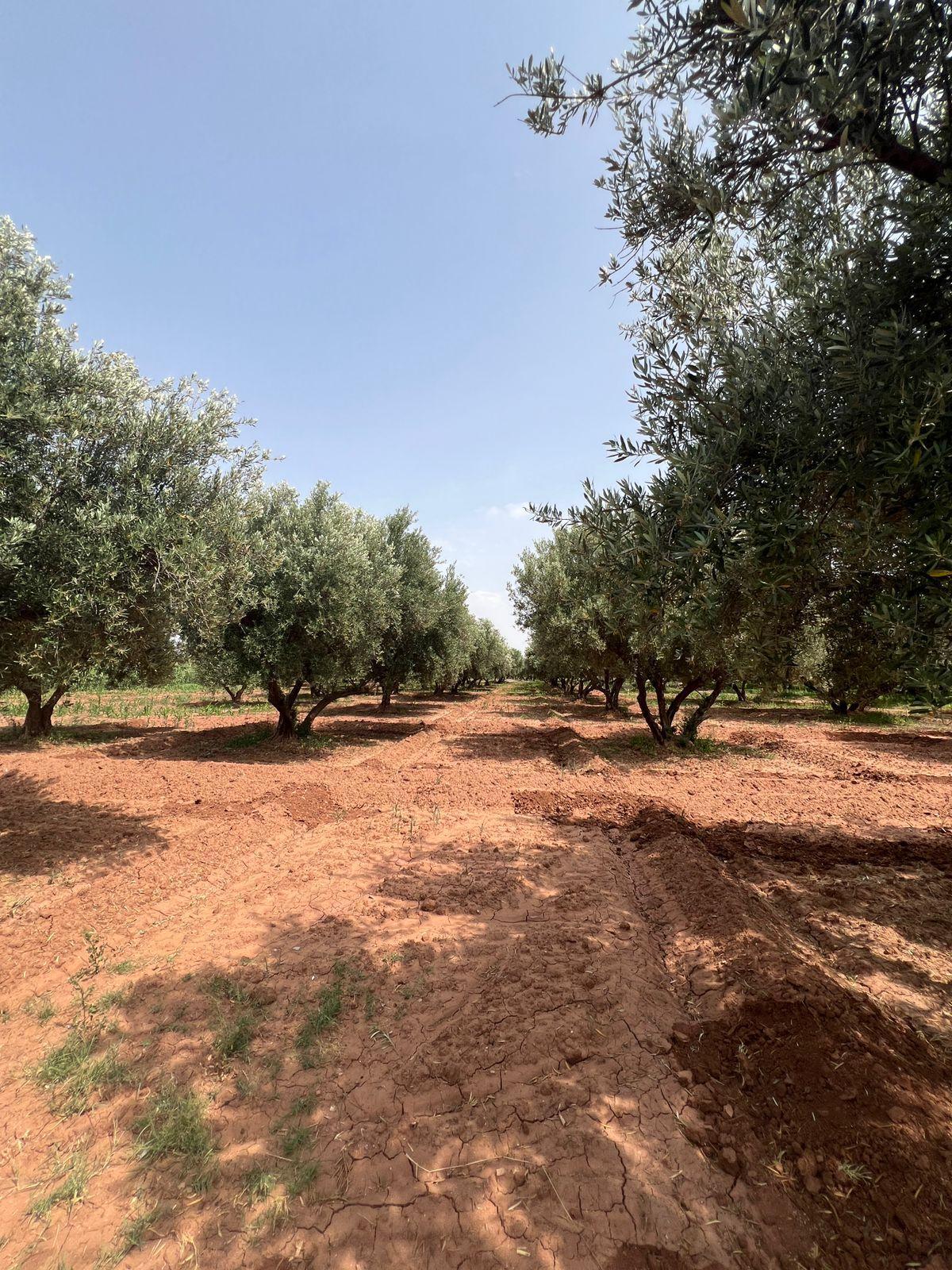 Ferme 2 hectares à vendre route de Fès Marrakech — 5
