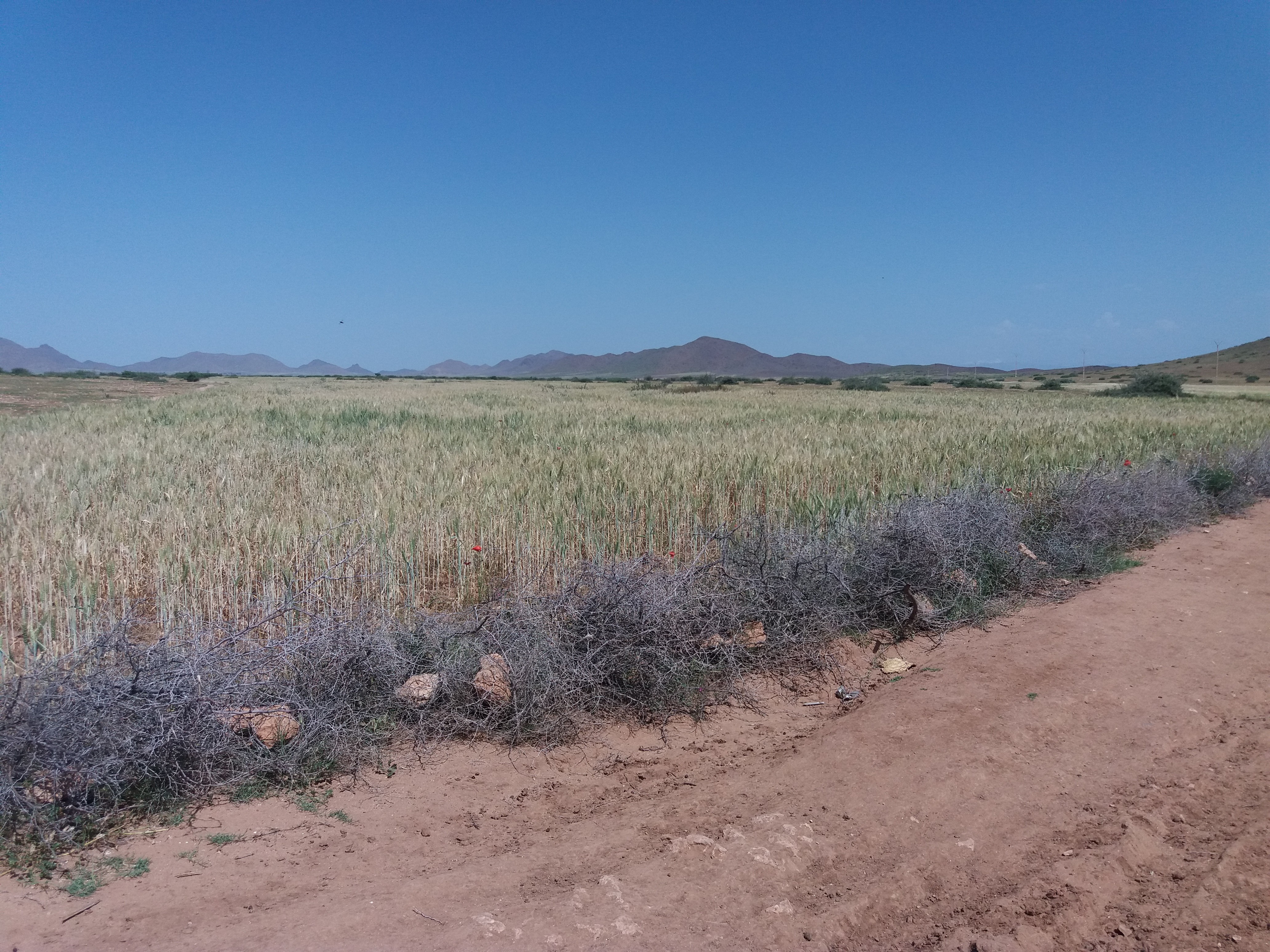 Terrain Agricole 75 hectares 4690 m² à Vendre 22 kms Marrakech