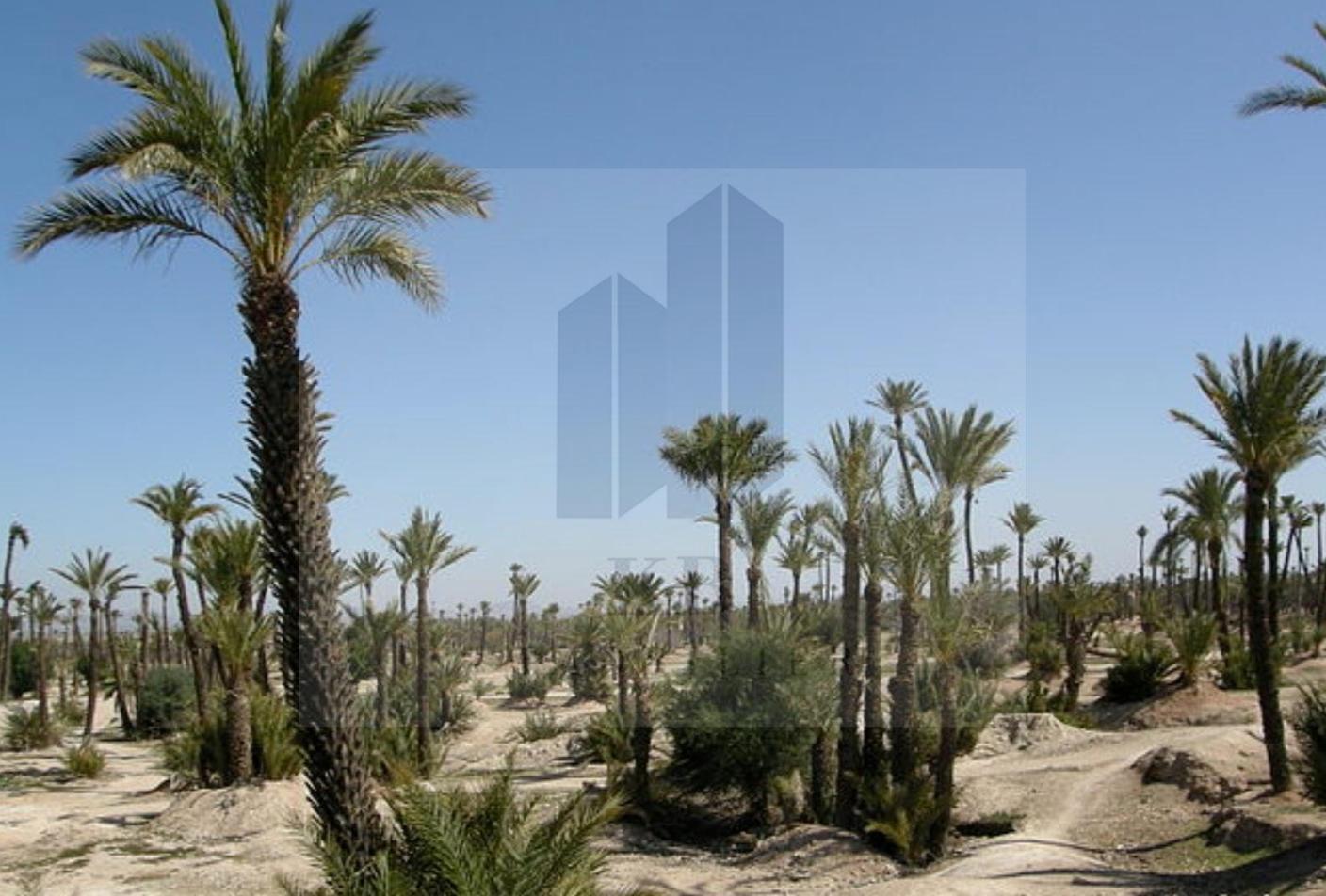 Opportunité rare dans la Palmeraie de Marrakech : 1 ha