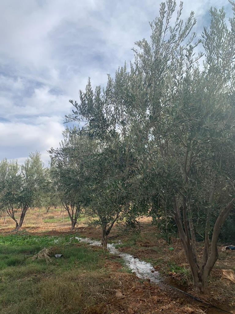 Ferme titrée d'un hectare à  Bouros