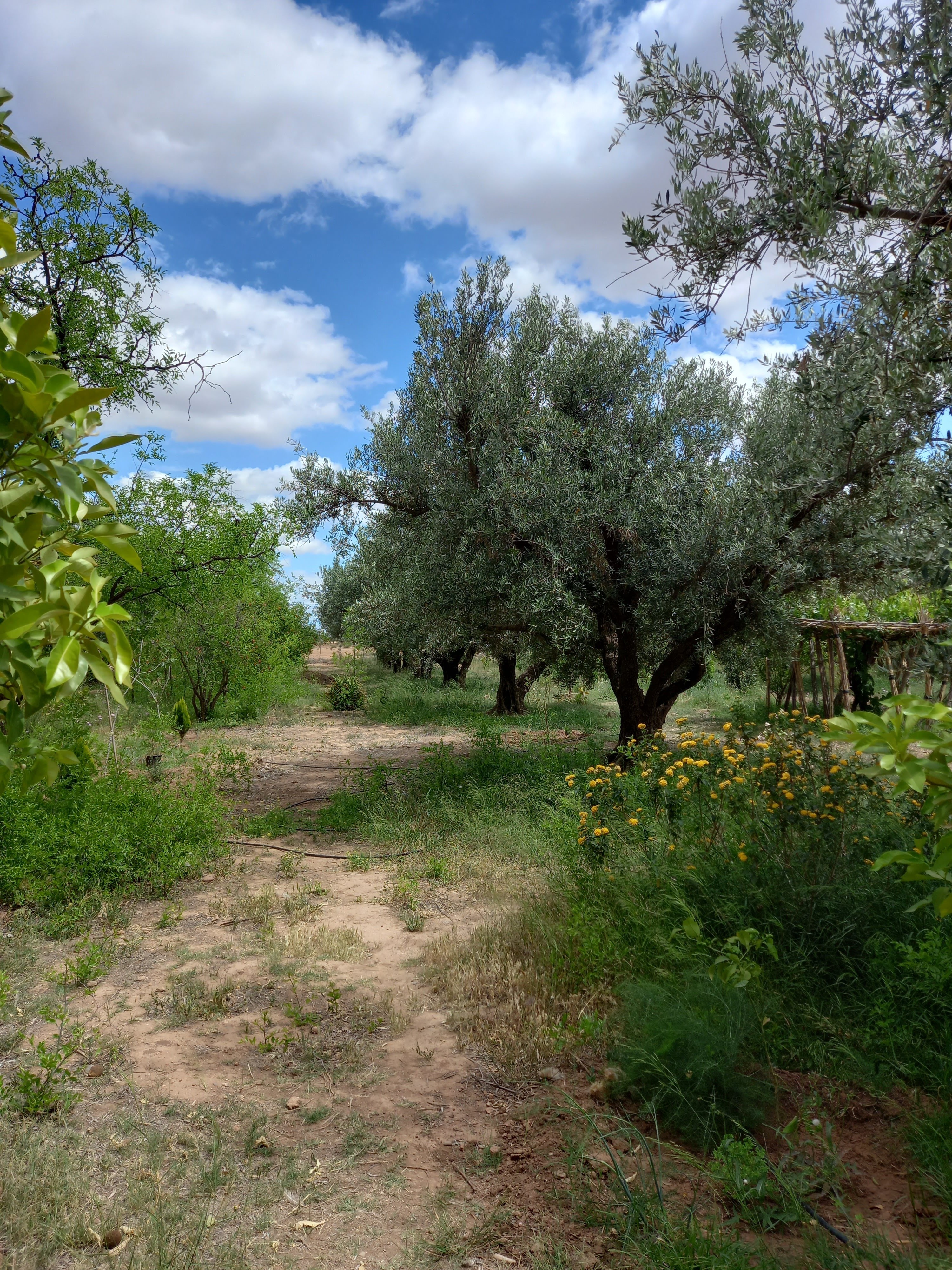 Ferme de 2.5 hectares sur la roue de Fès