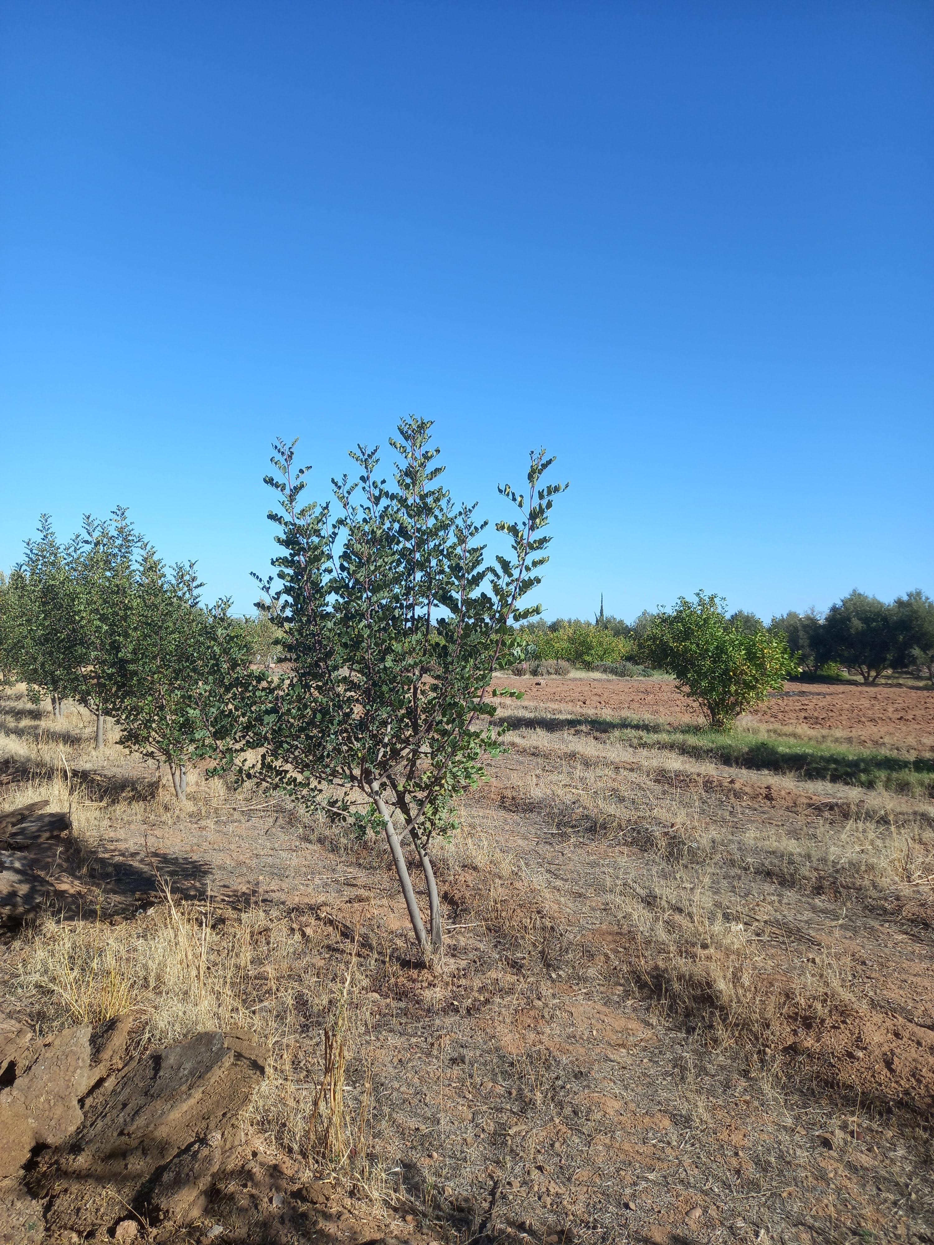 Lot de villa Rte Ourika de 1452 m² Melkia — 4