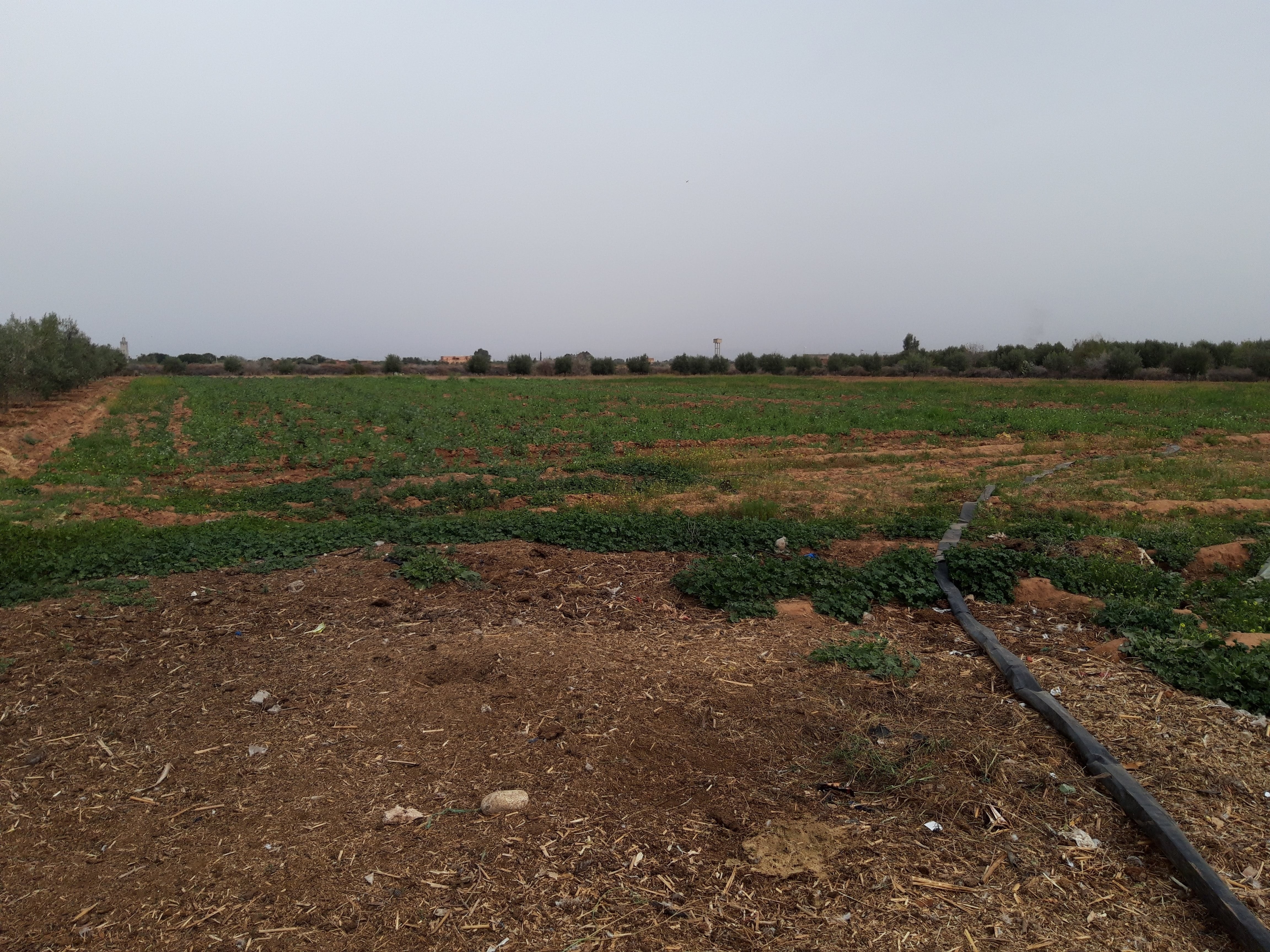 Ferme titrée de 4 Hectares à Sidi Abdellah Ghiat — 5