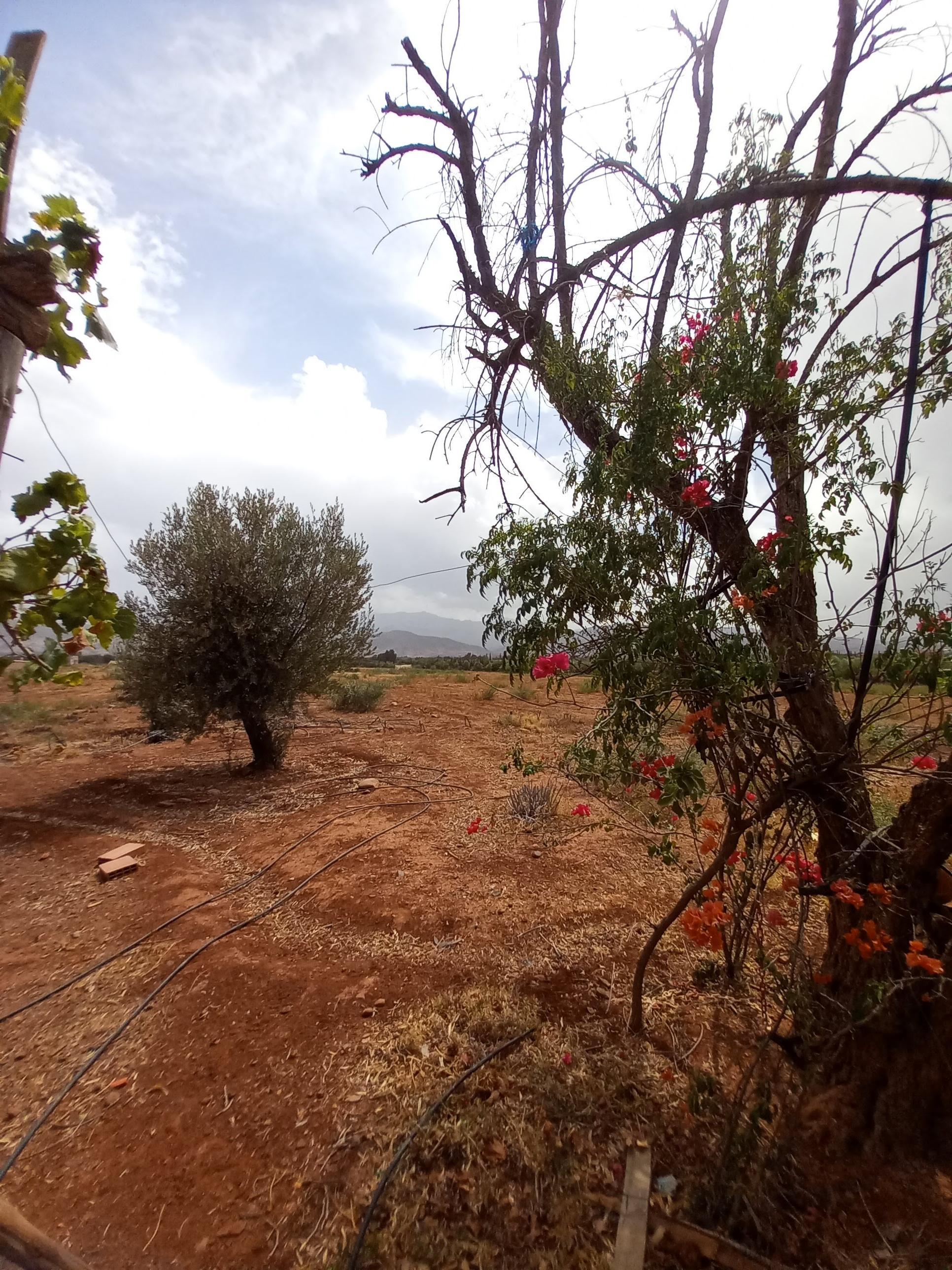 Terrain commercial titré de 5 H au pied de l'Ourika — 2