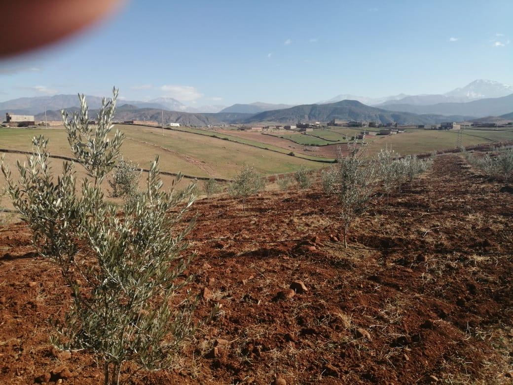 Ferme titrée de 2 hectares entre Ourika et Tahnaout — 6