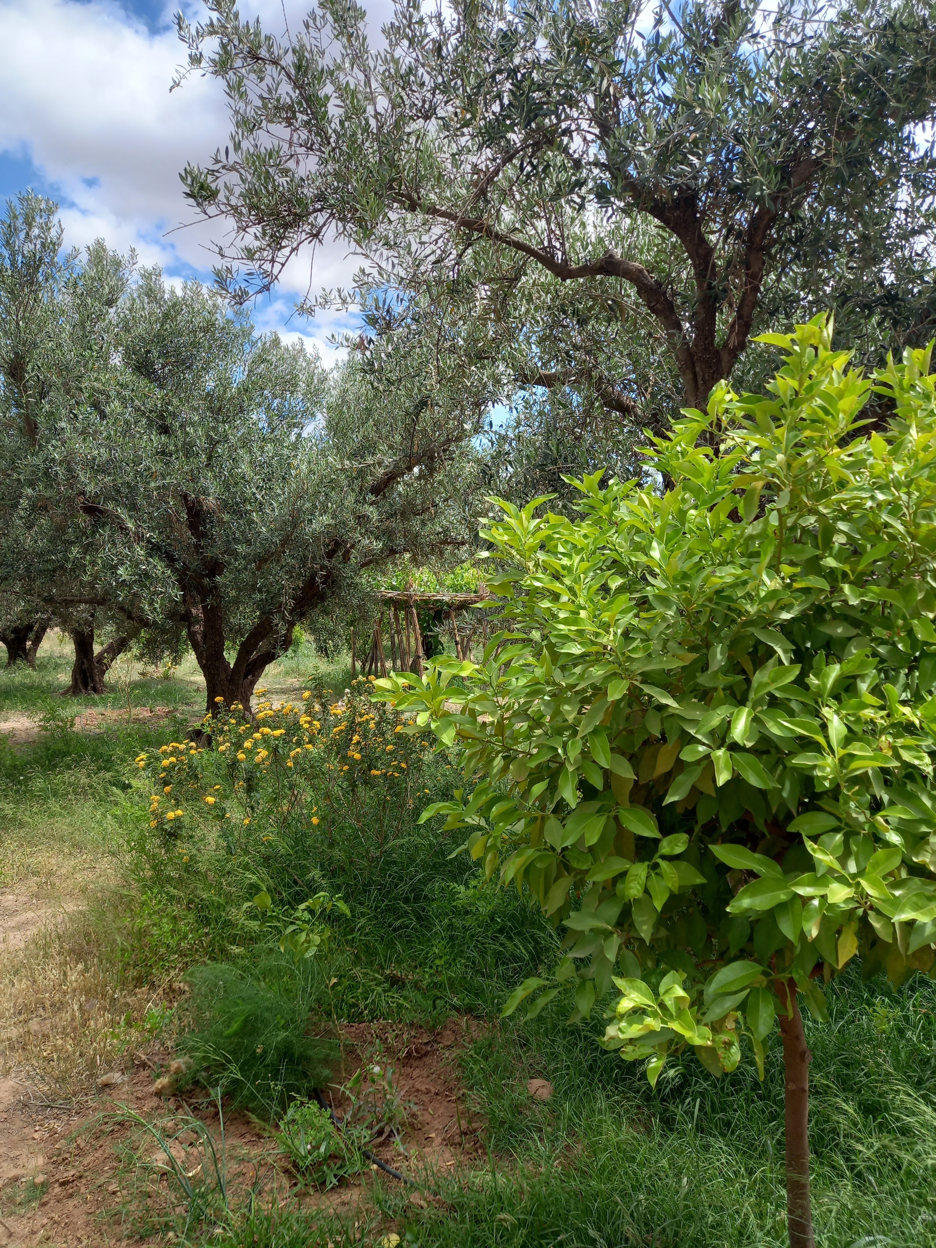 Ferme de 2.5 hectares sur la roue de Fès — 3