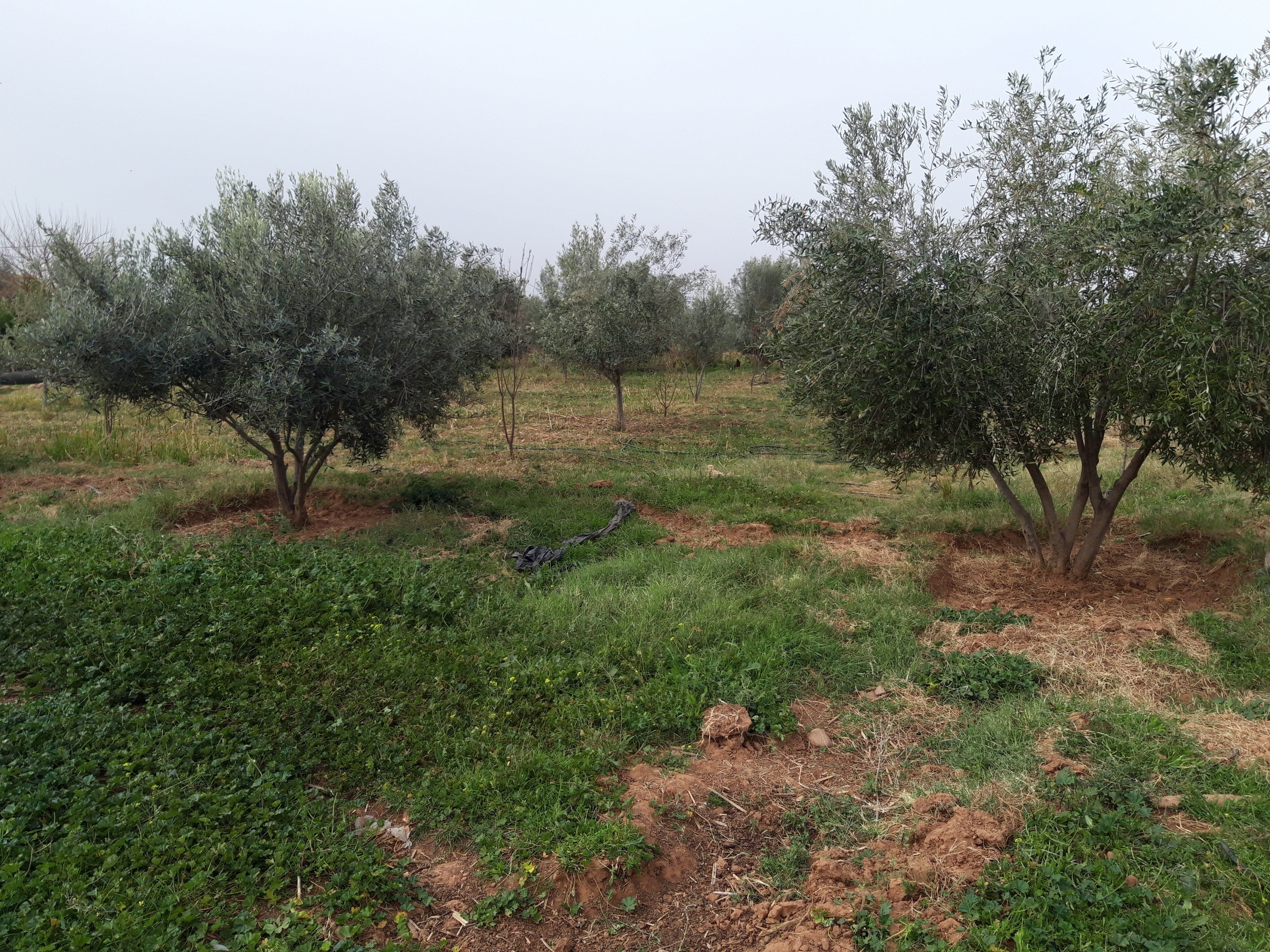 Ferme titrée de 4 Hectares à Sidi Abdellah Ghiat — 6