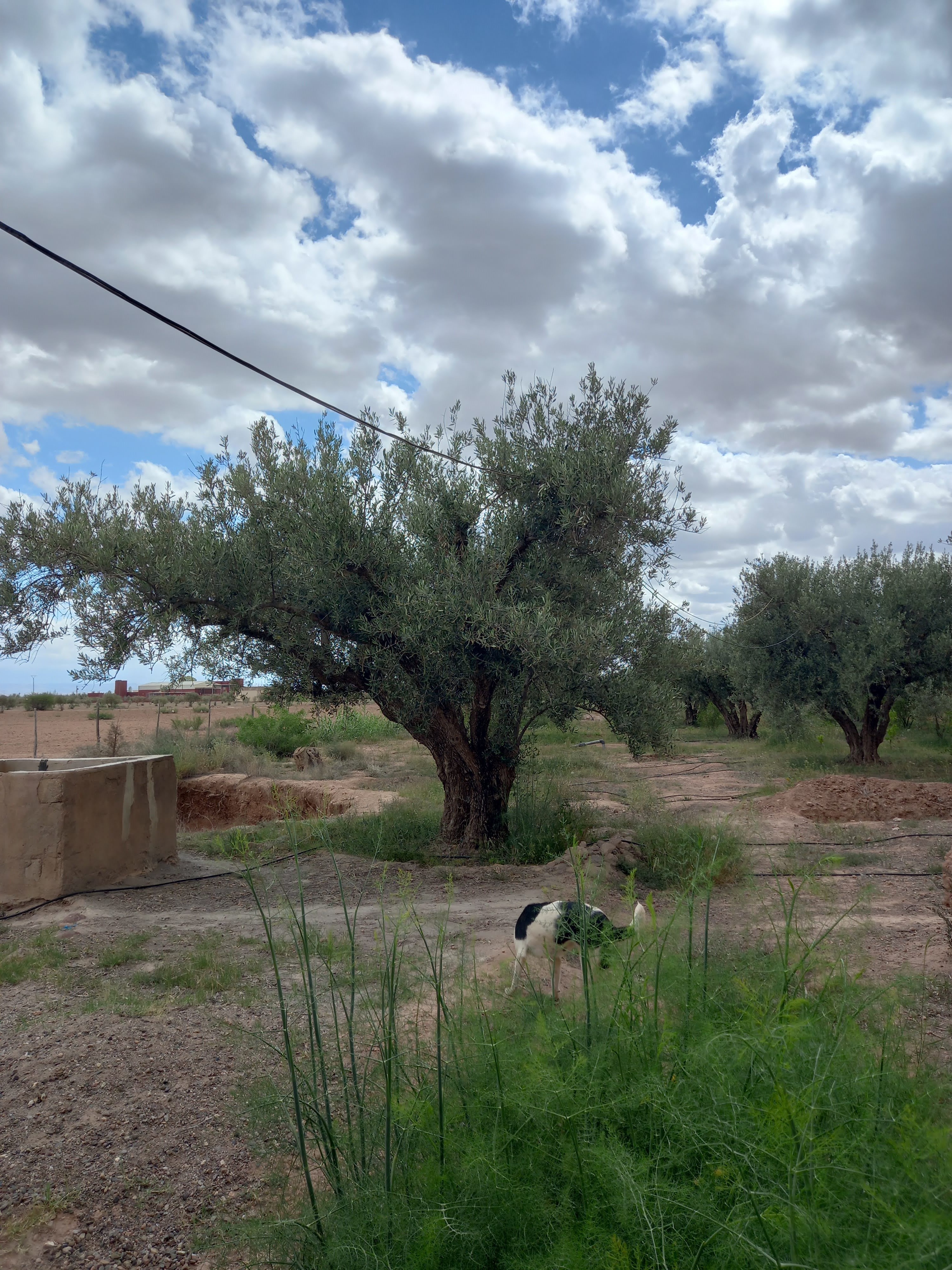 Ferme de 2.5 hectares sur la roue de Fès — 6