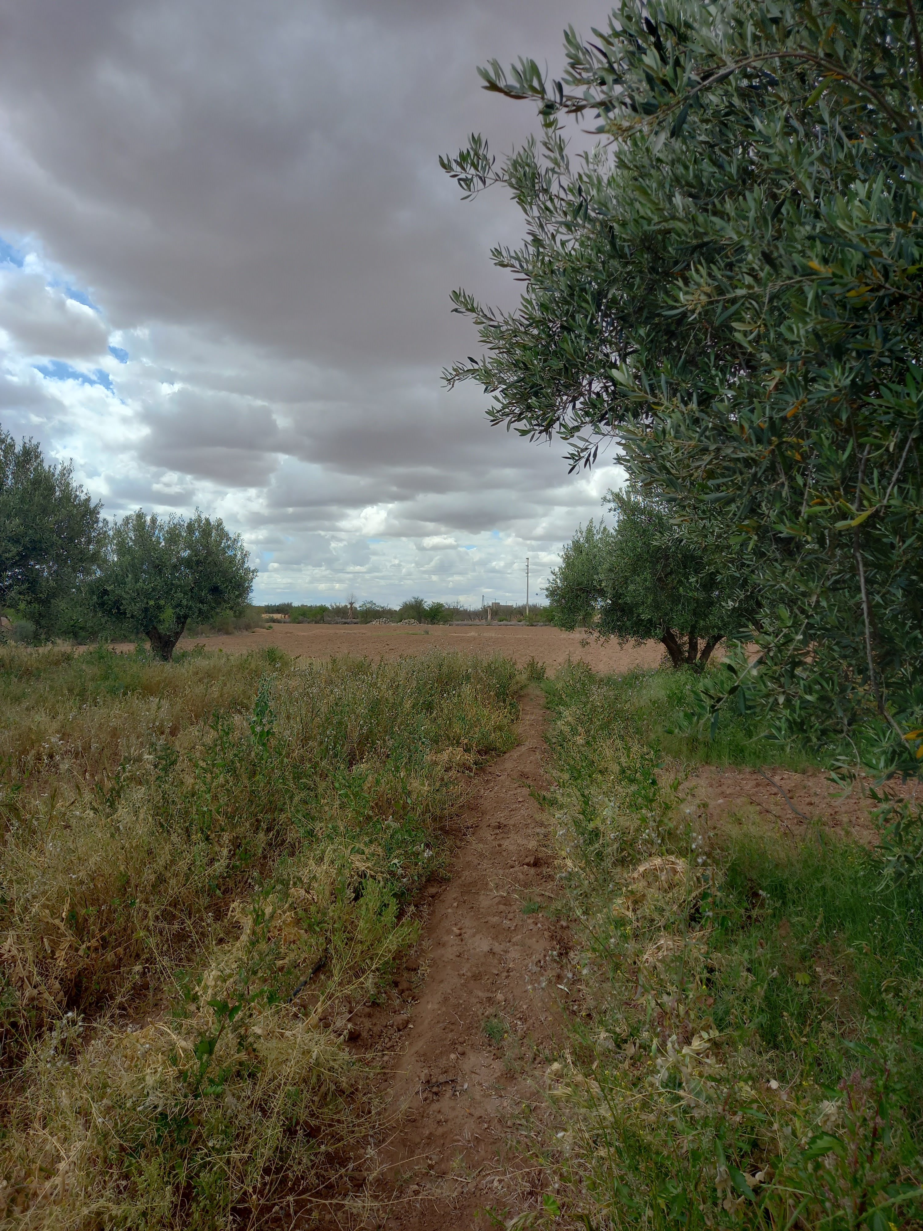 Bien 25216 m² f Route de Fès — 7
