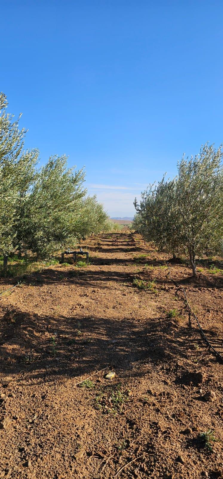 Ferme équipée de 4 hectares région de Marrakech — 2
