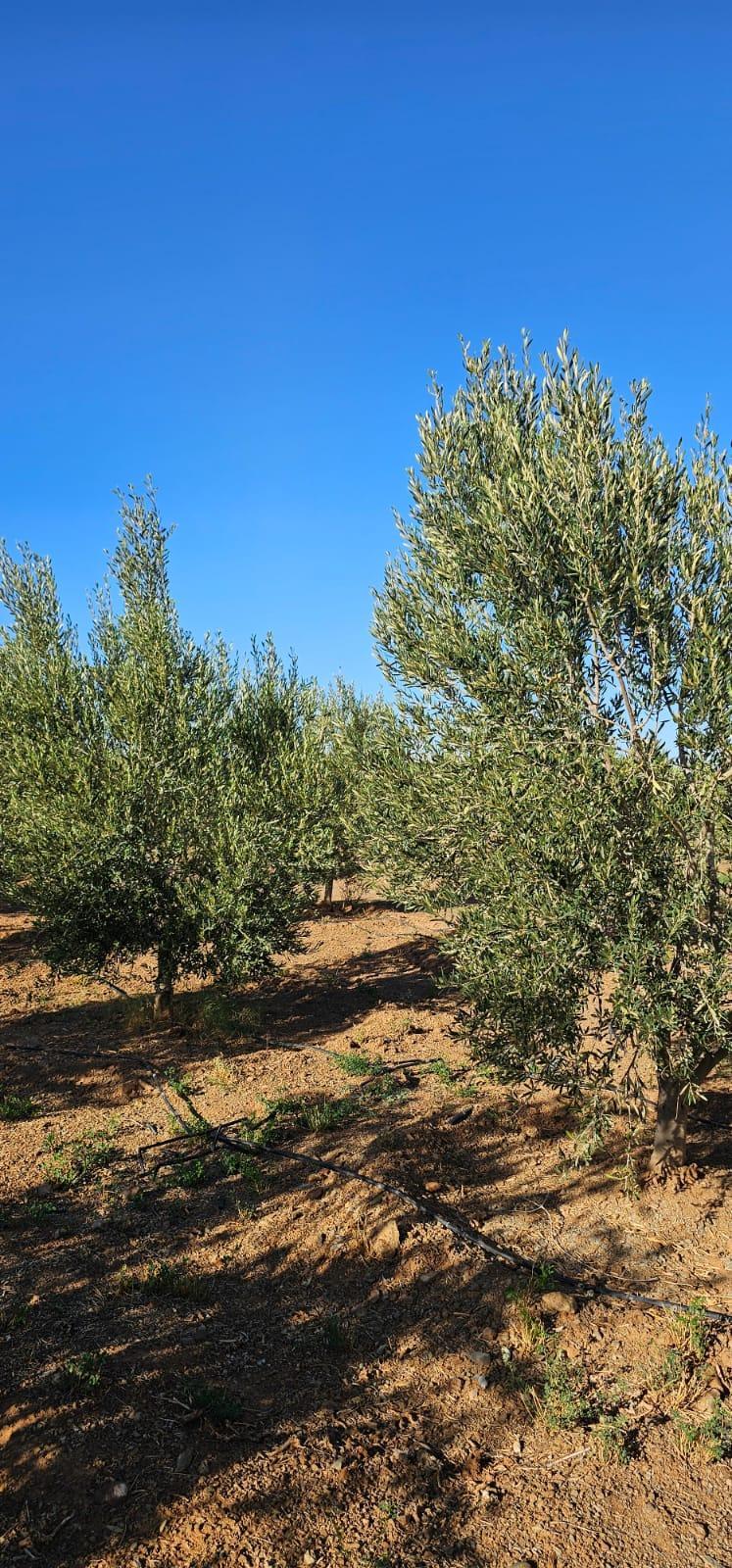 Ferme équipée de 4 hectares région de Marrakech — 3