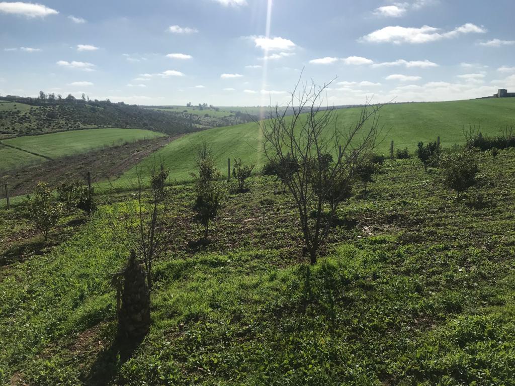 Terrain 160000 m² f Sidi Yahya des Zaers — 7