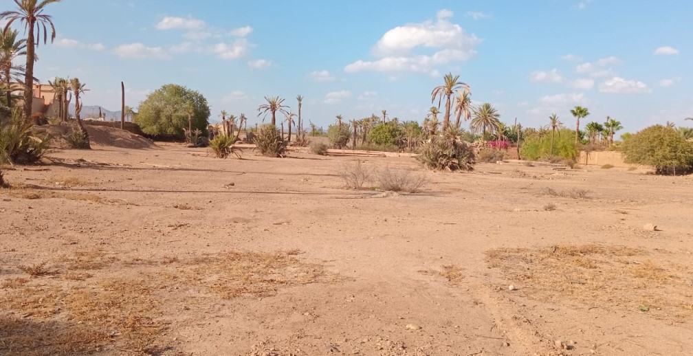 Terrain titré à la Palmeraie–1 Ha 200 — 3