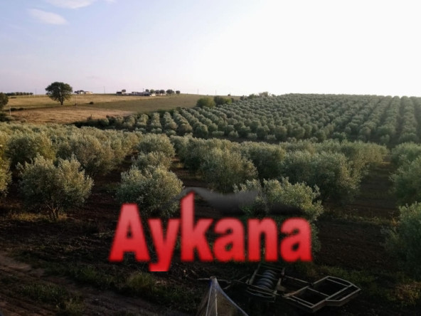 Vente Ferme en Exclusivité à Tiflet