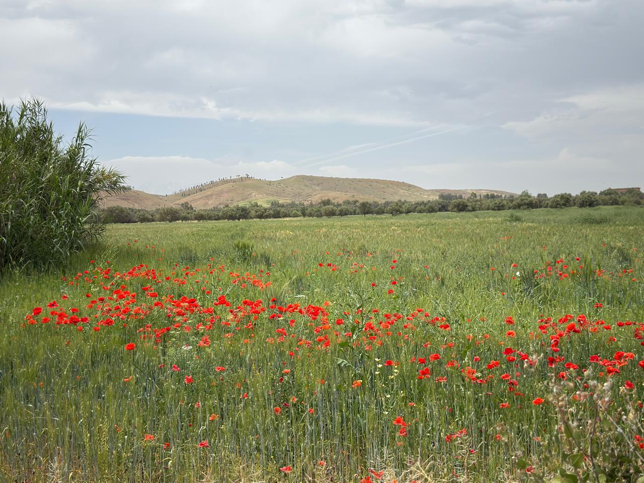 Terrain titrée à vendre 11 Hec km 35 Ait Ourire — 2