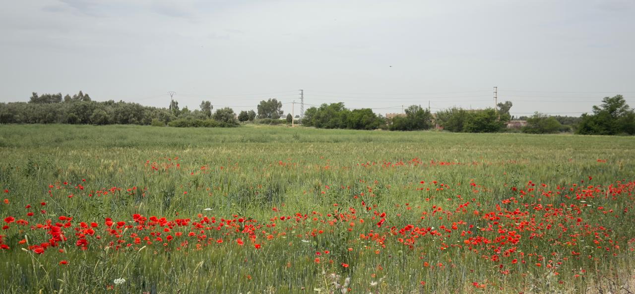Terrain titrée à vendre 11 Hec km 35 Ait Ourire